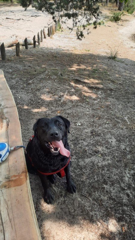 📣 Lieve opvang of nieuw thuis gezocht voor Bodhi – onze trouwe labrador van 3 jaar 🐾