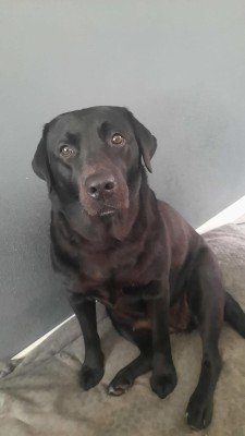 📣 Lieve opvang of nieuw thuis gezocht voor Bodhi – onze trouwe labrador van 3 jaar 🐾