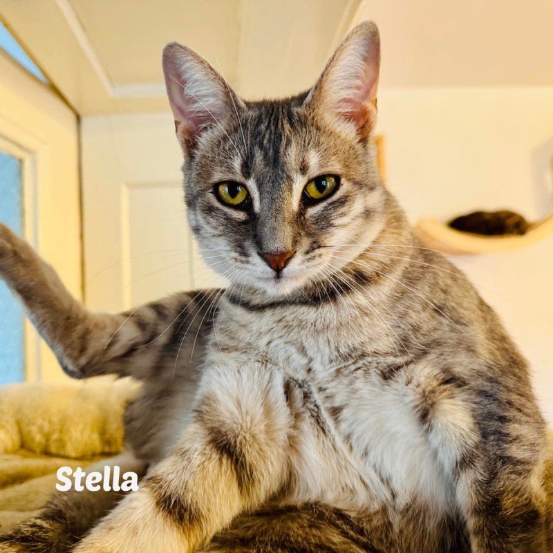 Stella