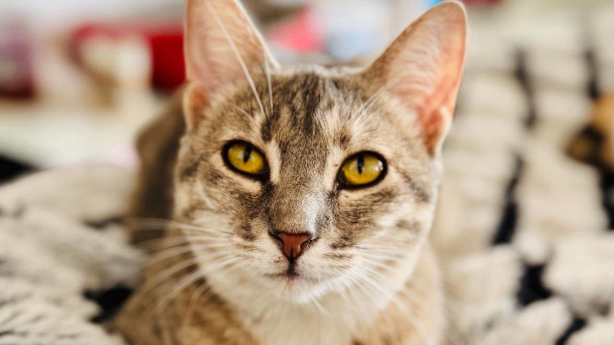 Stella