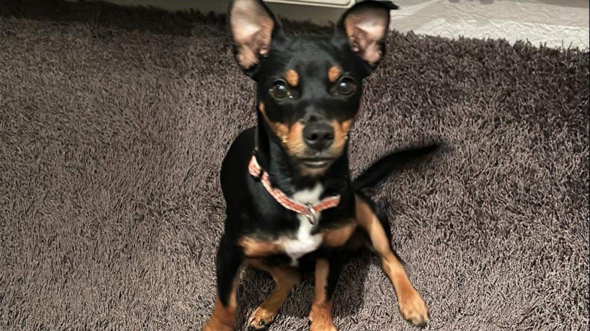 Kylo