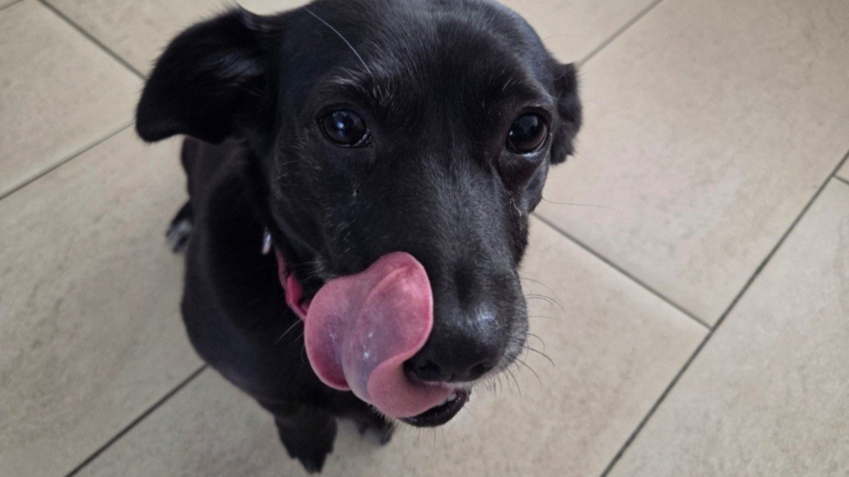 Suki