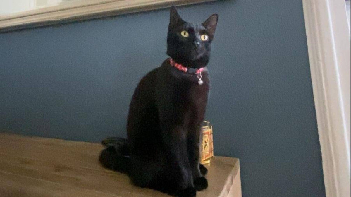 Bella