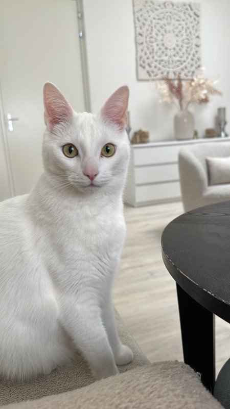 Joep