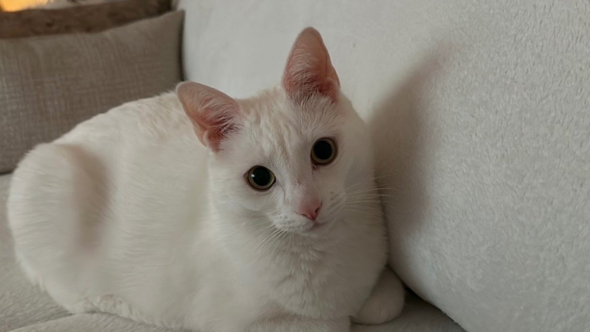 Joep