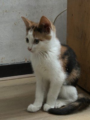 Muis