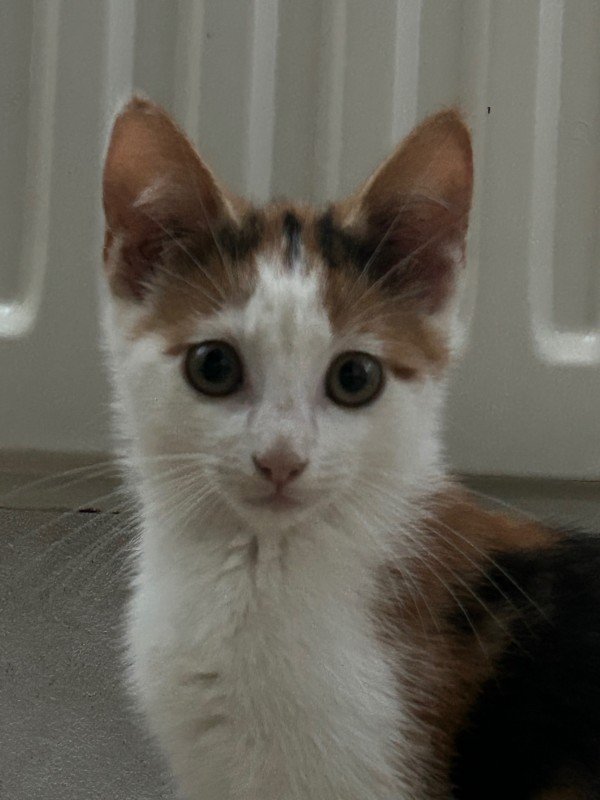 Muis