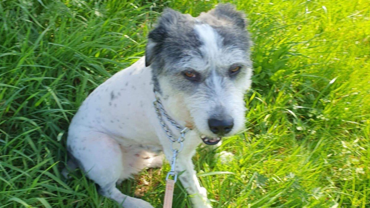 Lotti