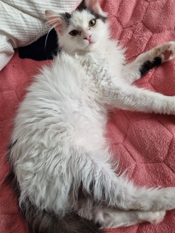 Zoro