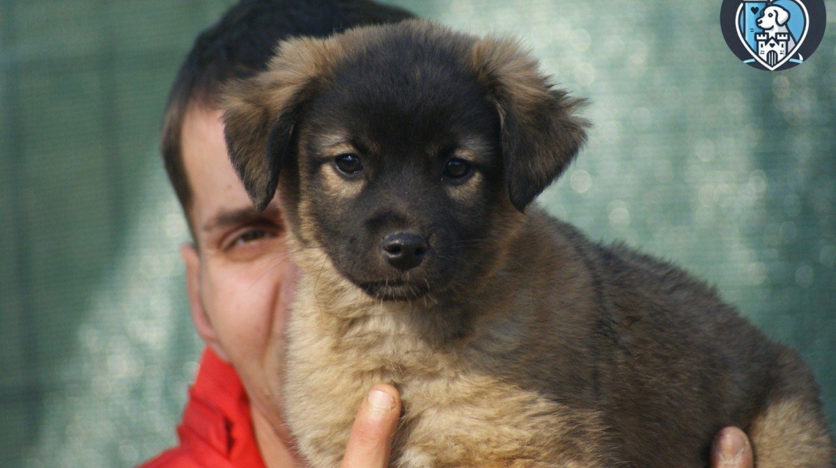 Darcy