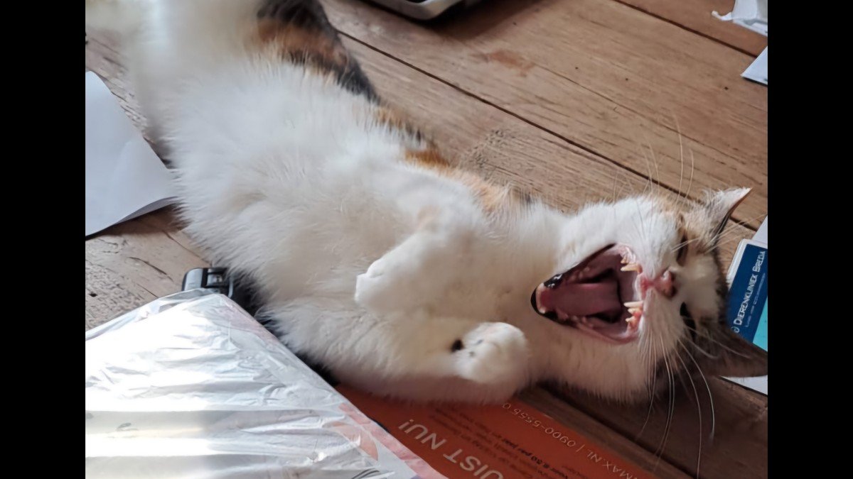 Nala