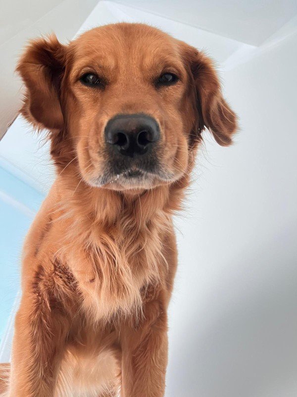 Nala