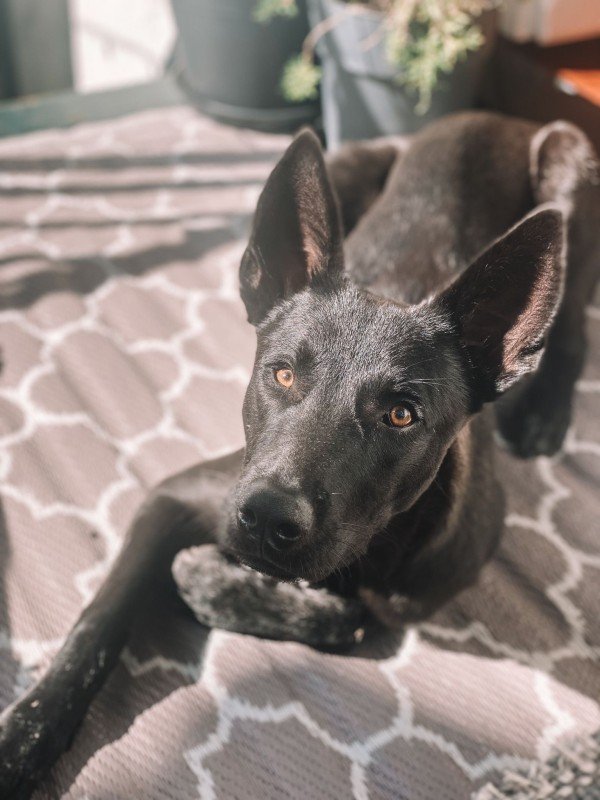 Fonzie