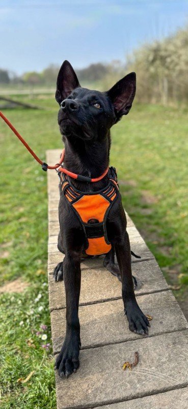 Fonzie