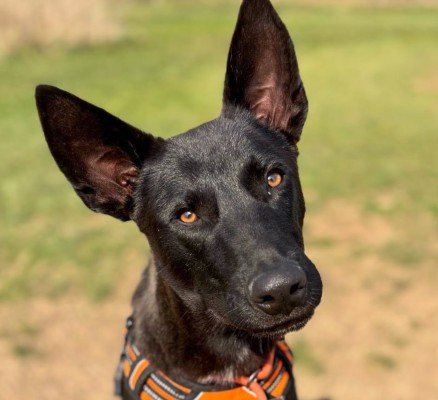 Fonzie