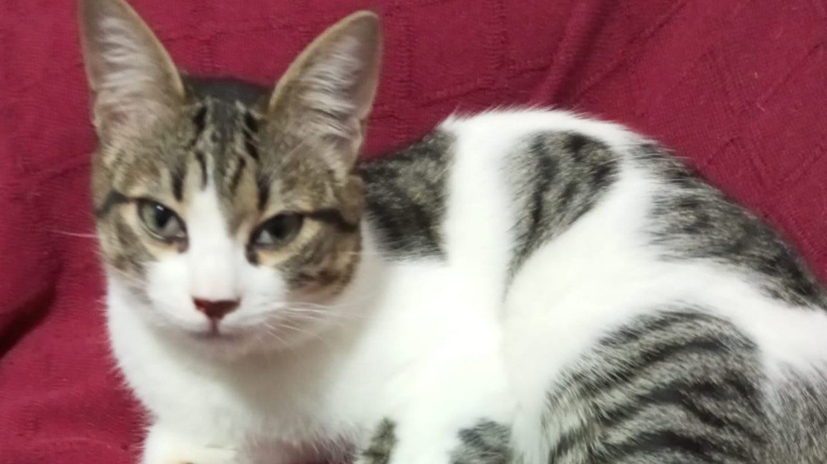 Tambor