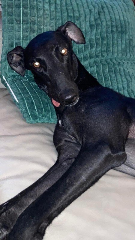 Levi
