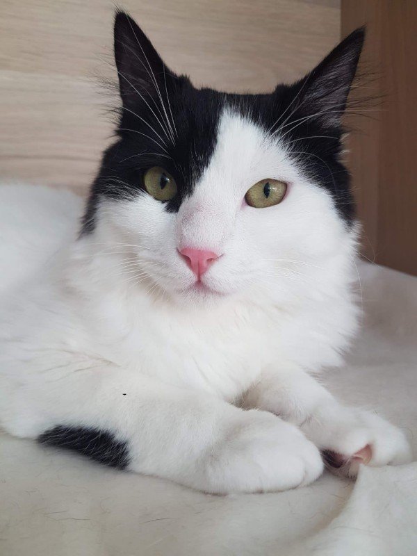 Colambino