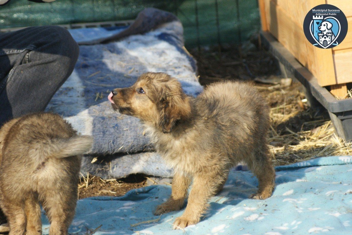 Dolly