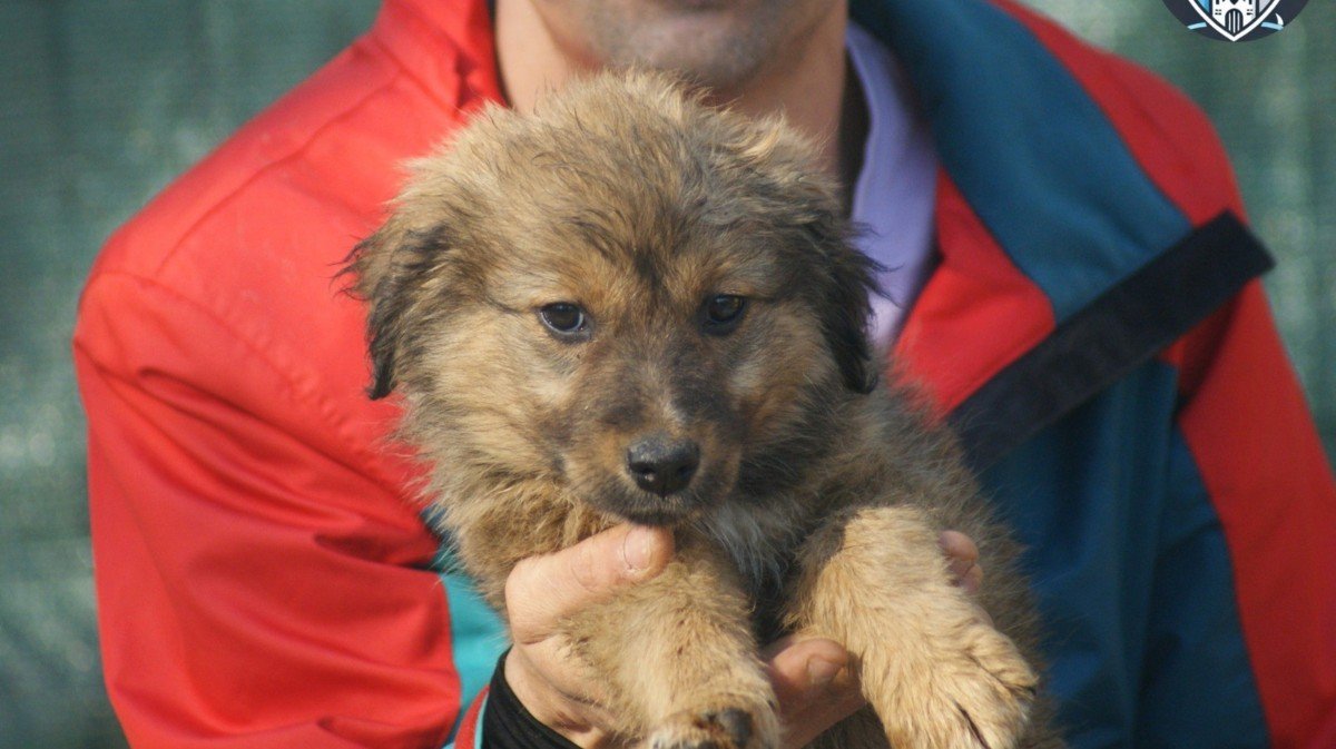 Dolly