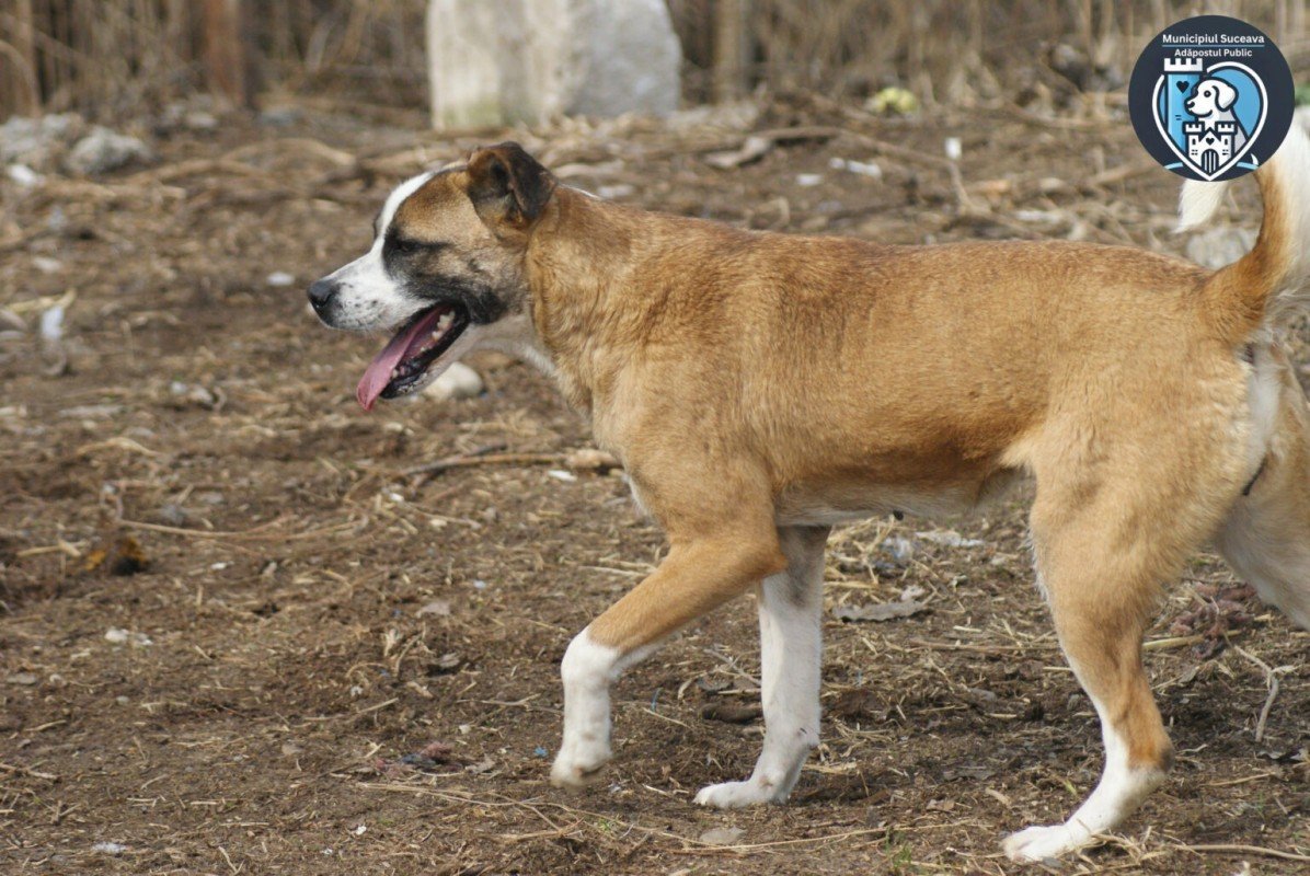 Vera