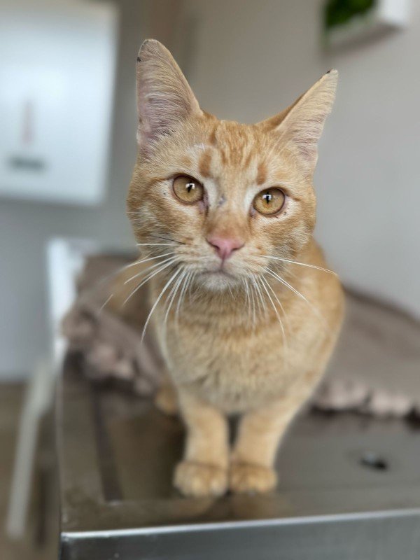 Chester