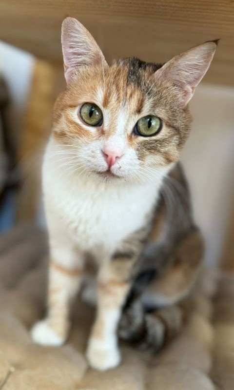 Lea