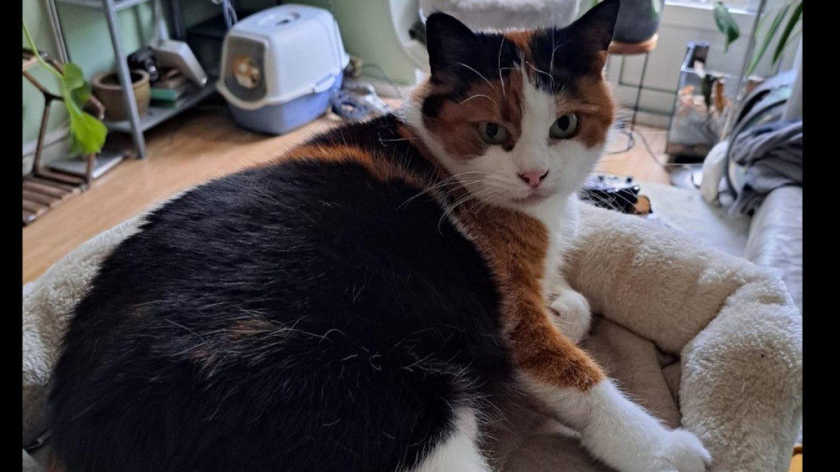 Mimi