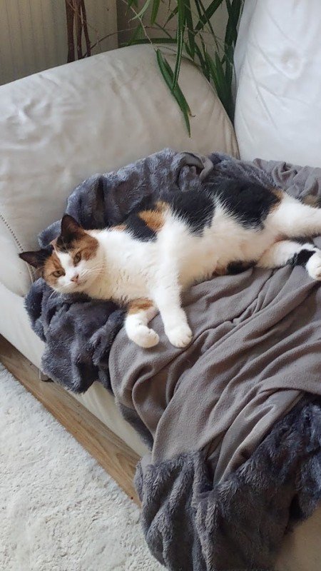 Mimi