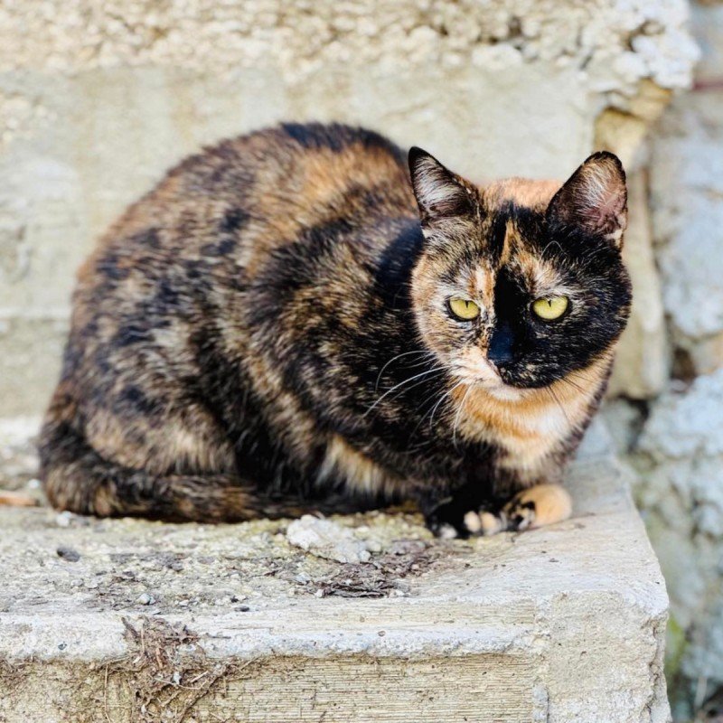 Pia