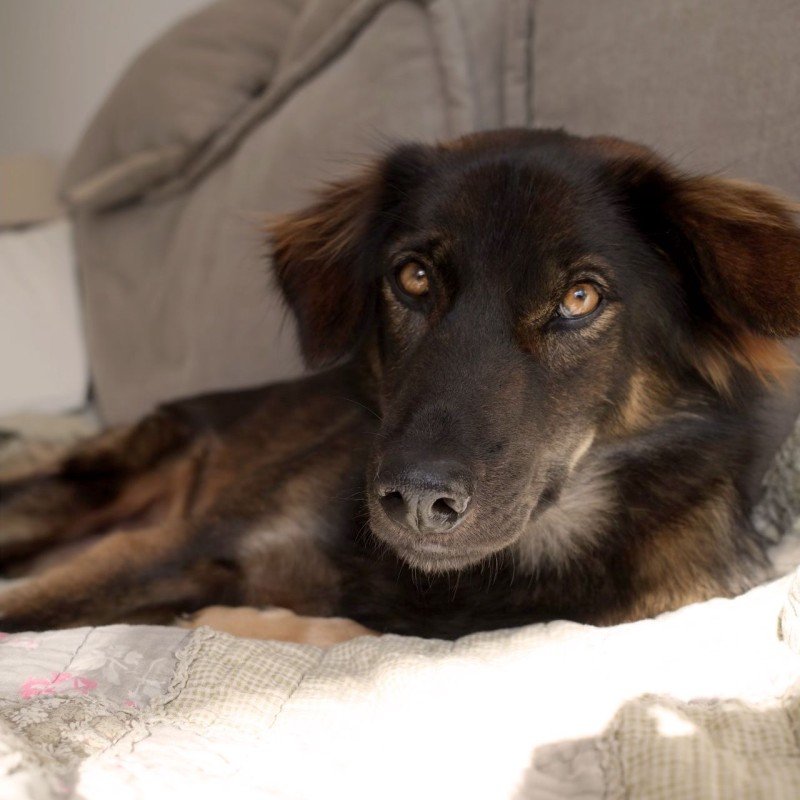 Suki