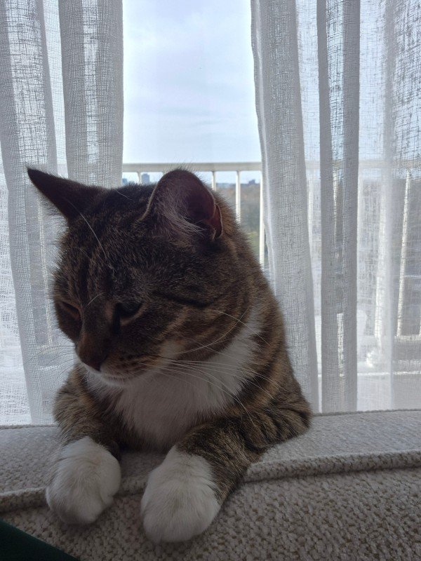 Simba