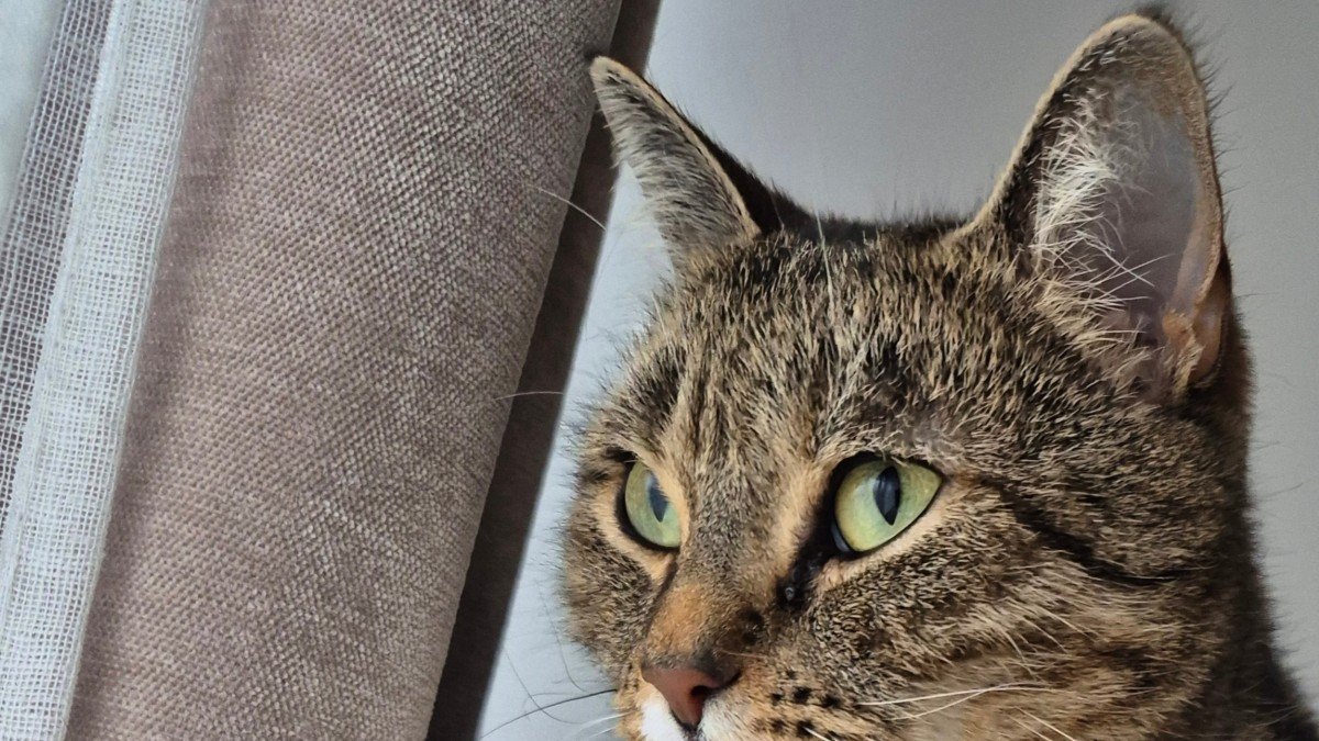 Simba
