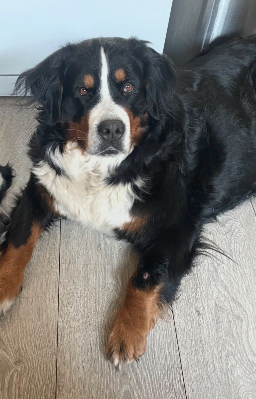 Floortje