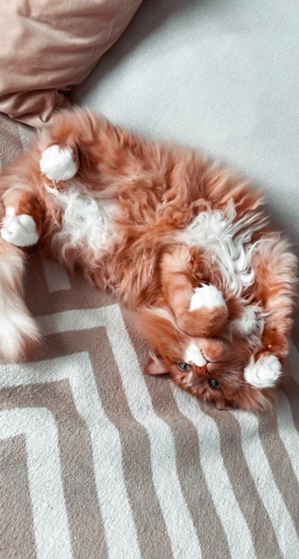 Ginger