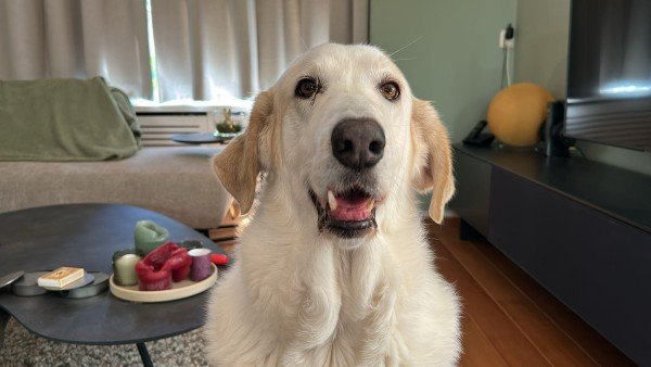 Bailey