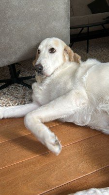 Bailey