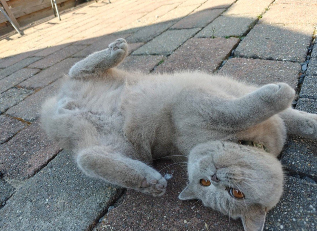 Koko