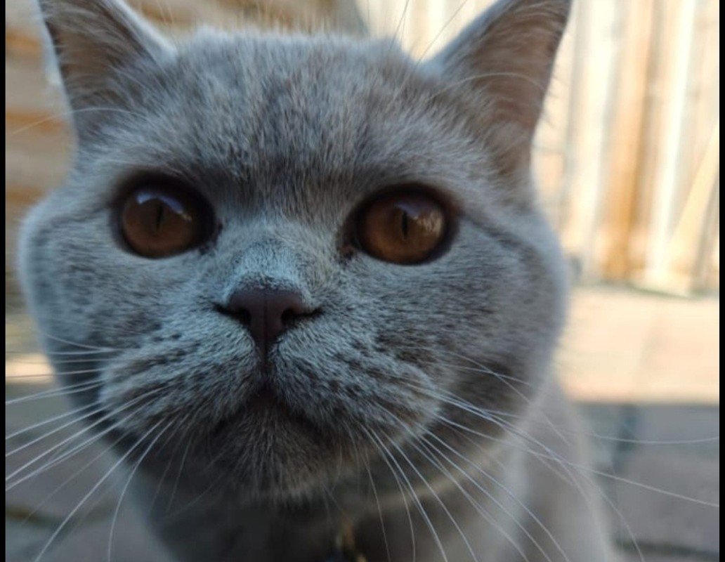 Koko