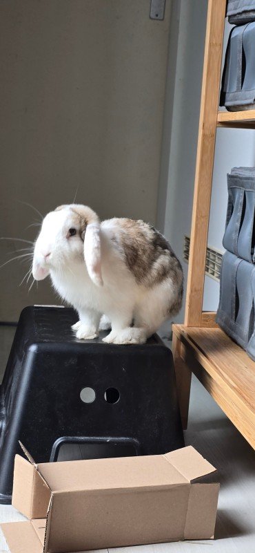 Flop