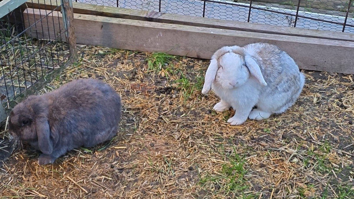 Flop