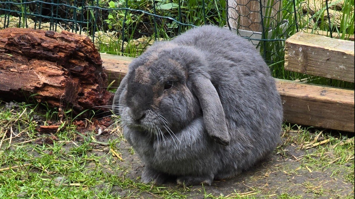 Stampertje