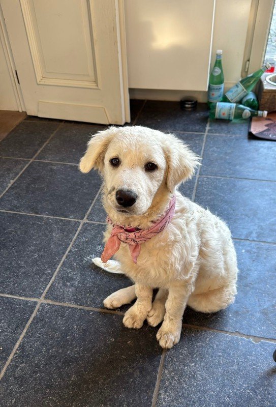 Pippa
