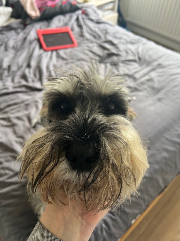 Heidi