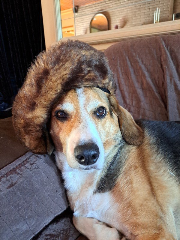 Cooper