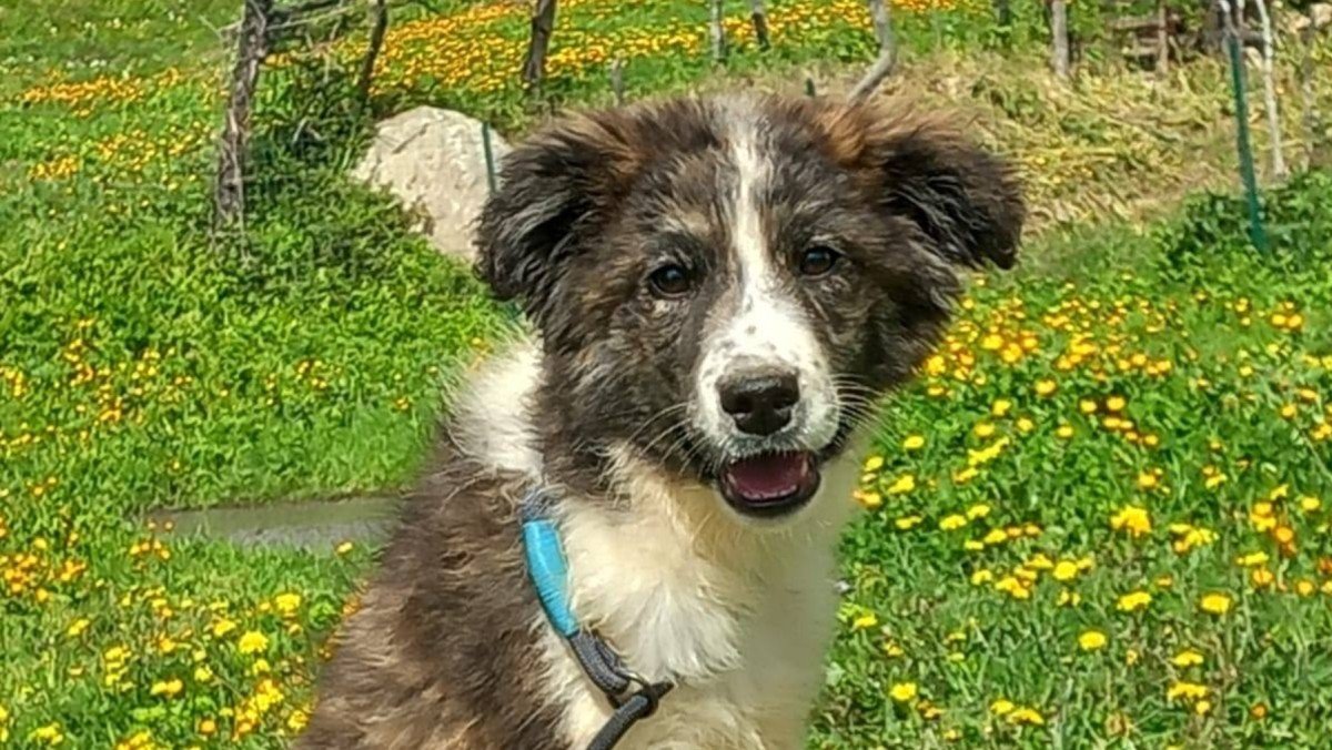 Clyde
