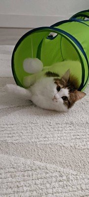 Holly