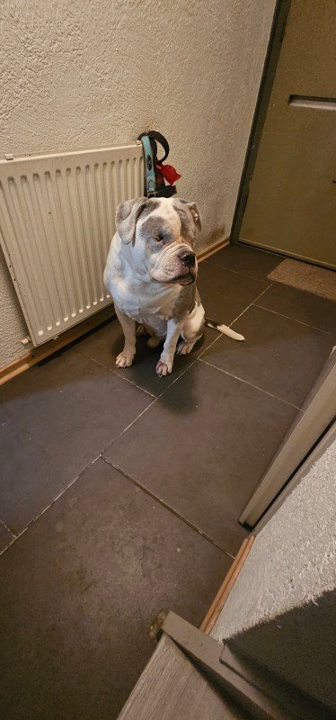 Tyson