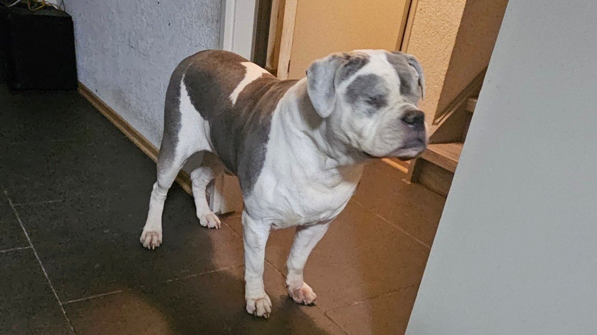 Tyson
