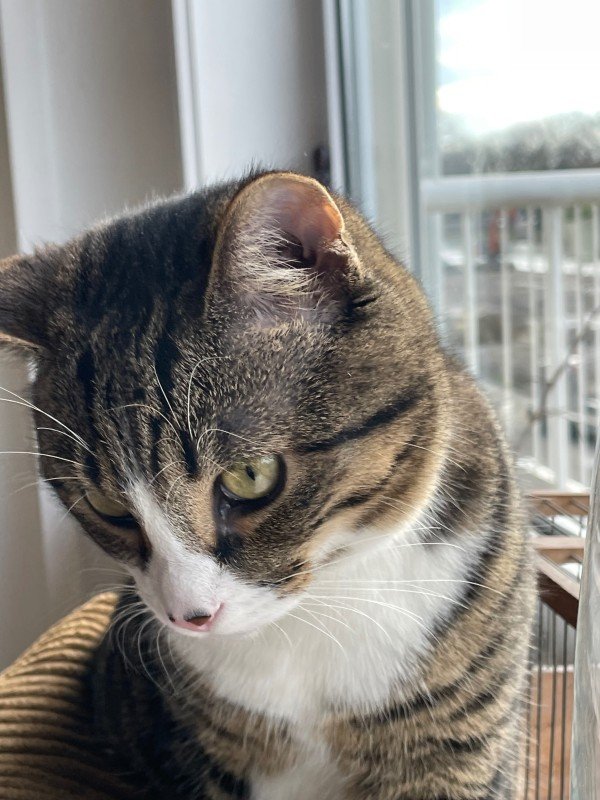 Pip